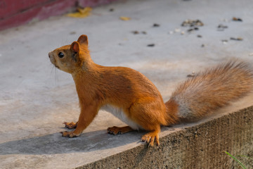 red squirrel in summer