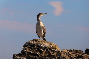 marangone dal ciuffo (Phalacrocorax aristotelis) su scogliera,primo piano