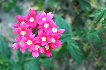 Colorful Pink flowers Armeria in the garden with free space for your text