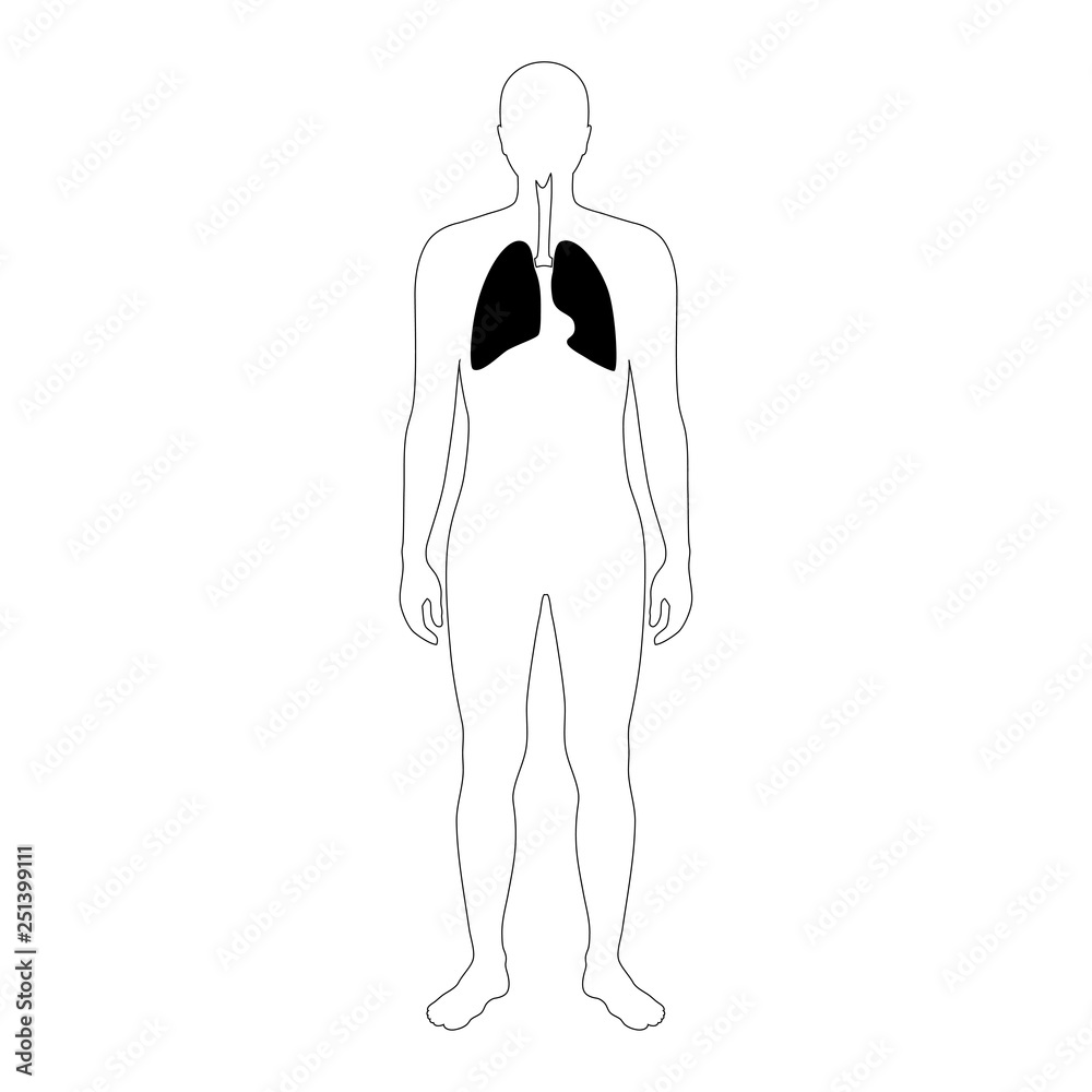 Wall mural Vector isolated illustration of lung