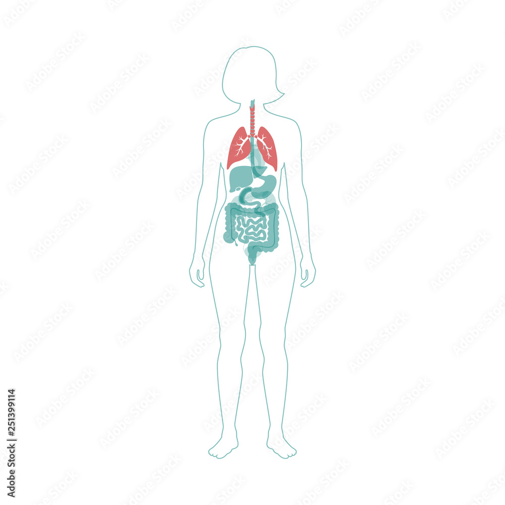 Wall mural Vector isolated illustration of lung