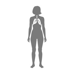 Vector isolated illustration of lung