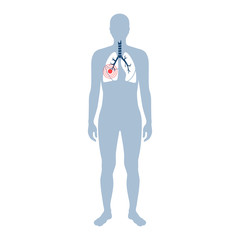 Vector isolated illustration of lung