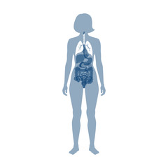 Vector isolated illustration of lung