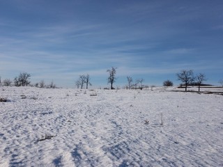 winter landscape with snowy trees and snow