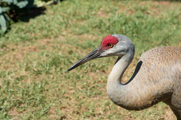 Closeup of a Sandhill Crane - Grus canadensis