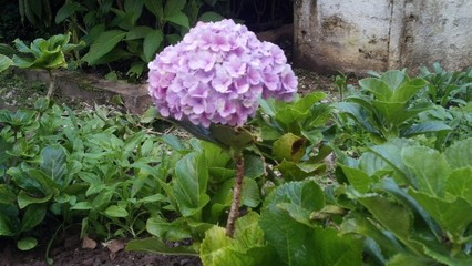 pink flower nature