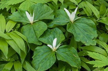 Giant White Wakerobin - Trillium albidum