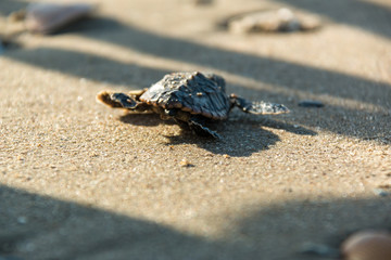 baby sea turtle beach water ocean