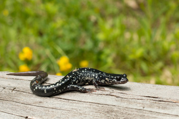 Northern slimy salamander - Plethodon glutinosis