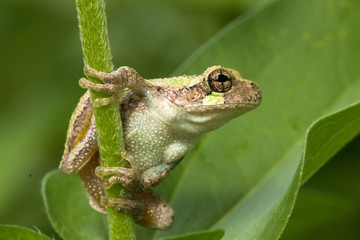 Gray treefrog metamorph - Hyla versicolor