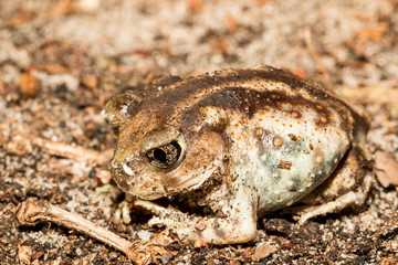 Eastern spadefoot - Scaphiopus holbrookii