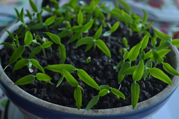 seedlings of pepper. fresh organic homemade seedlings on the window sill. 
