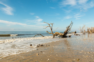 Fototapeta na wymiar cypress tree in ocean waves on beach