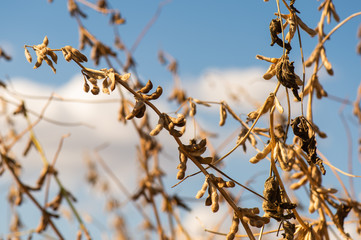 Soybean plant at sunny day