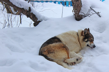 Naklejka premium dog in the snow