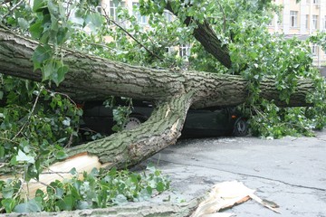 Fototapeta premium The tree fell on the car during a strong hurricane. The tree broke the car.