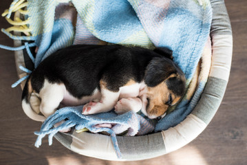 Small hound Beagle dog sleeping at home on the bed covered with a blanket