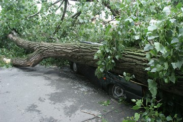 The tree fell on the car during a strong hurricane. The tree broke the car.