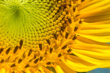 close up of sunflower