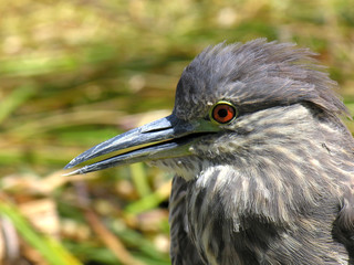 close up of ibis like bird at lake titicaca in peru