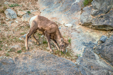 A juvenile bighorn sheep eating grass.Jasper National Park.Alberta.Canada