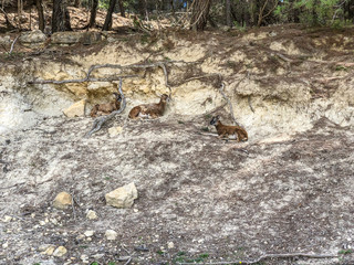a few goats lie under tree roots 