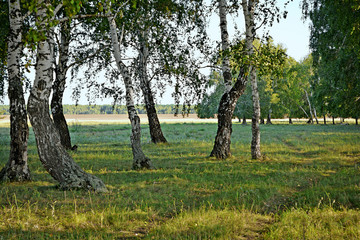Autumn in the forest