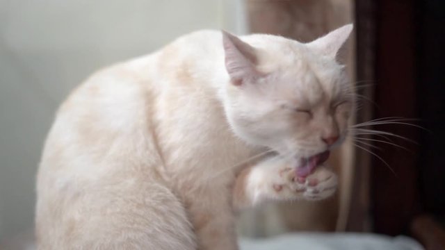 a white cat licking his hand after eating food with slow motion mode