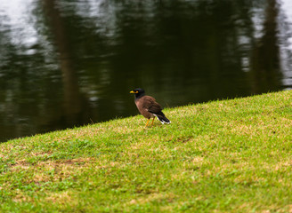 Thai bird Mynah in the wild