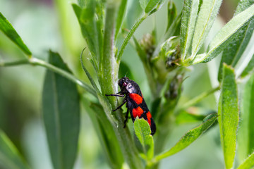 Froghopper