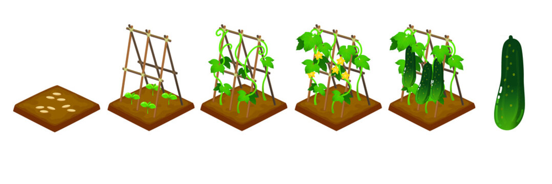 Garden vegetables_cucumber 