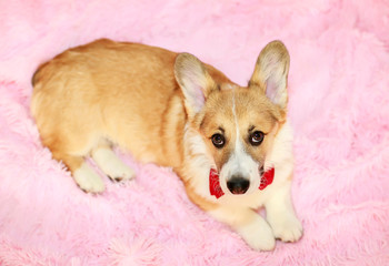 portrait of a cute little Corgi pup in a festive red bow tie and gastuche lying on a fluffy pink blanket and looking forward
