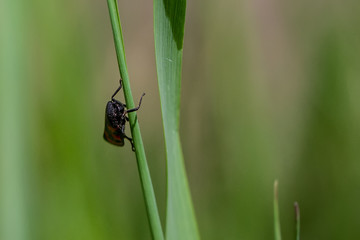 Froghopper