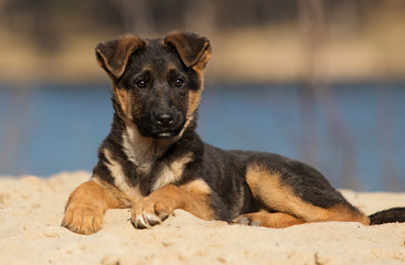 puppy german shepherd