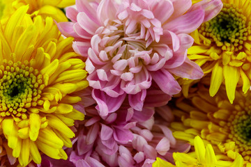 Background of the colorful chrysanthemum flowers