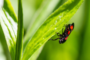 Froghopper