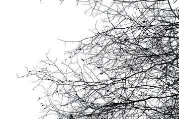 Dead branches , Silhouette dead tree or dry tree on white background with clipping path.