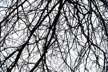 Dead branches , Silhouette dead tree or dry tree on white background with clipping path.