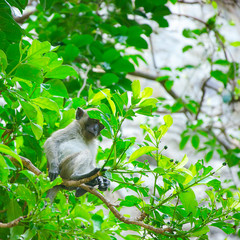 cercopiteco tailandia