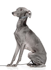Italian greyhound Dog  Isolated  on White Background in studio