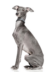 Italian greyhound Dog  Isolated  on White Background in studio