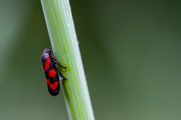 Froghopper