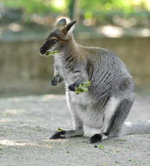 Funny Red-necked wallaby or Bennett's wallaby (Macropus rufogriseus)