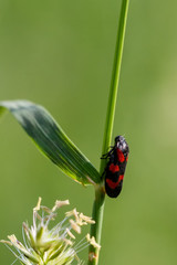 Froghopper