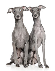 Italian greyhound Dog  Isolated  on White Background in studio