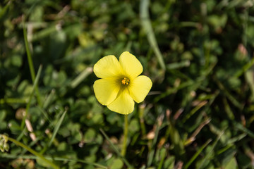 yellow field flower