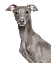 Italian greyhound Dog  Isolated  on White Background in studio