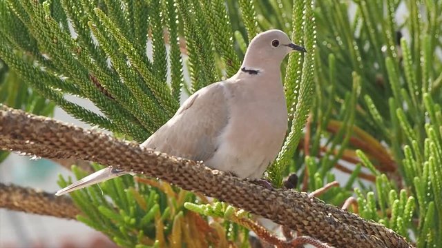 Pigeon in the forest