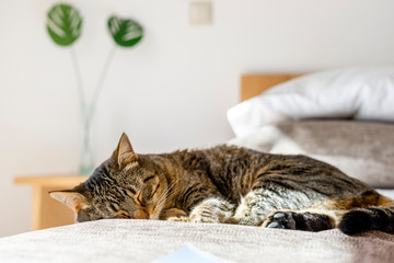 Sleeping cat lying on the bed in bedroom